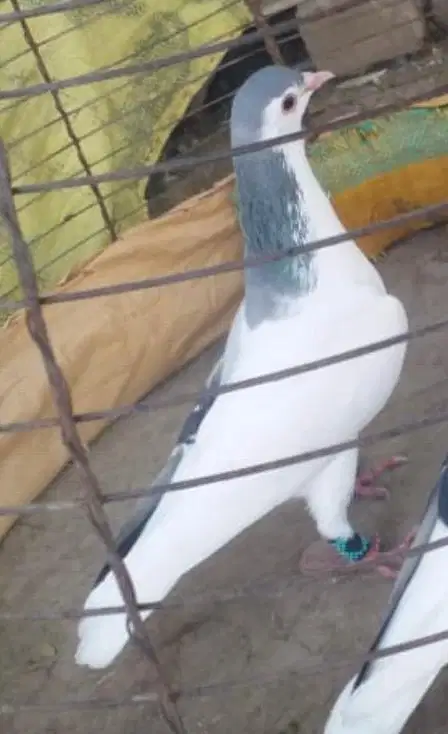 pigeon available for sale
