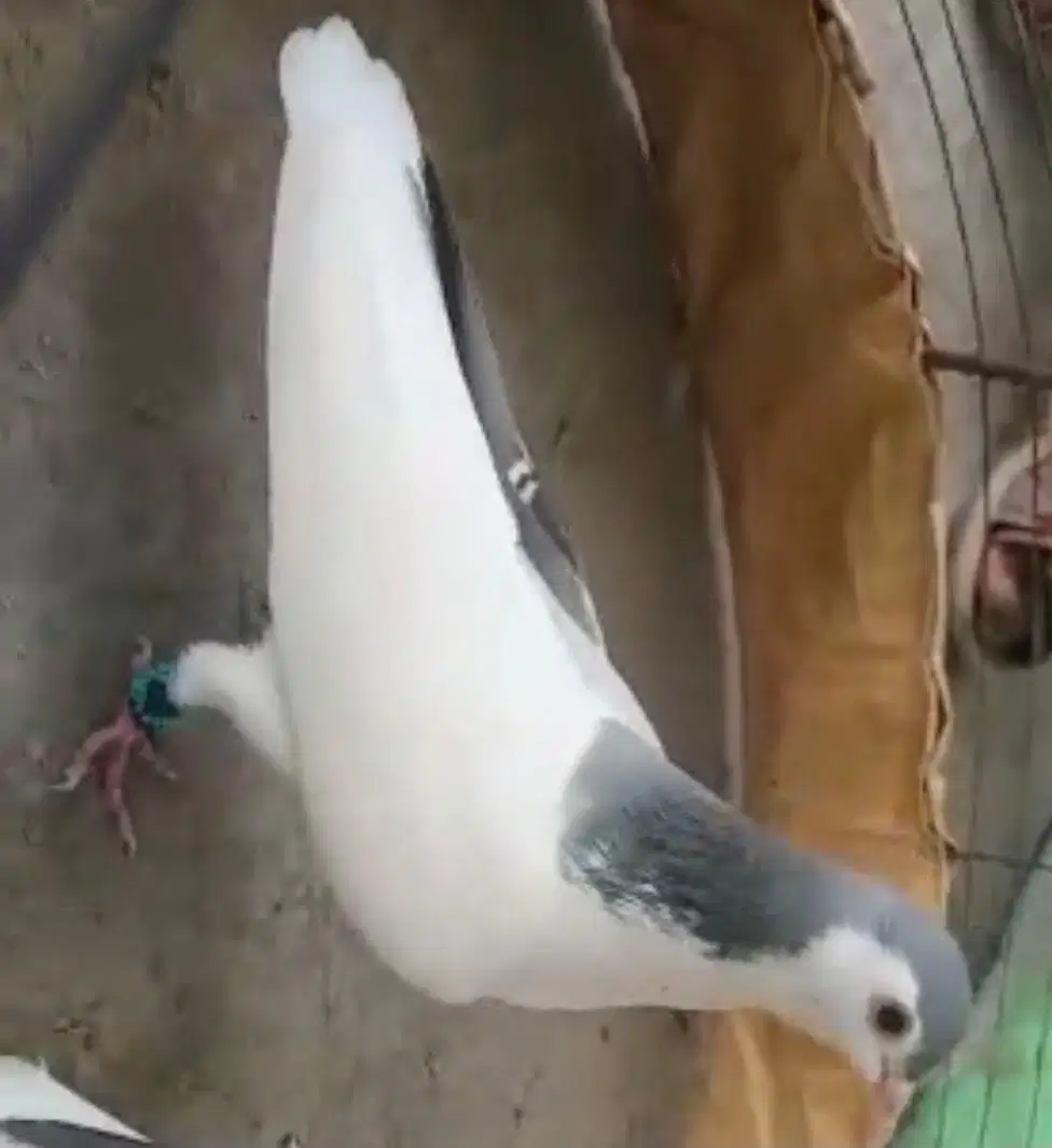 pigeon available for sale