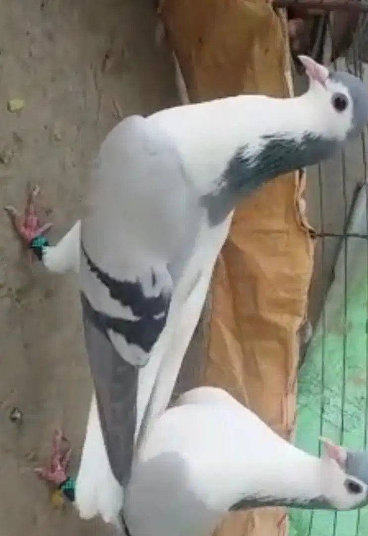 pigeon available for sale