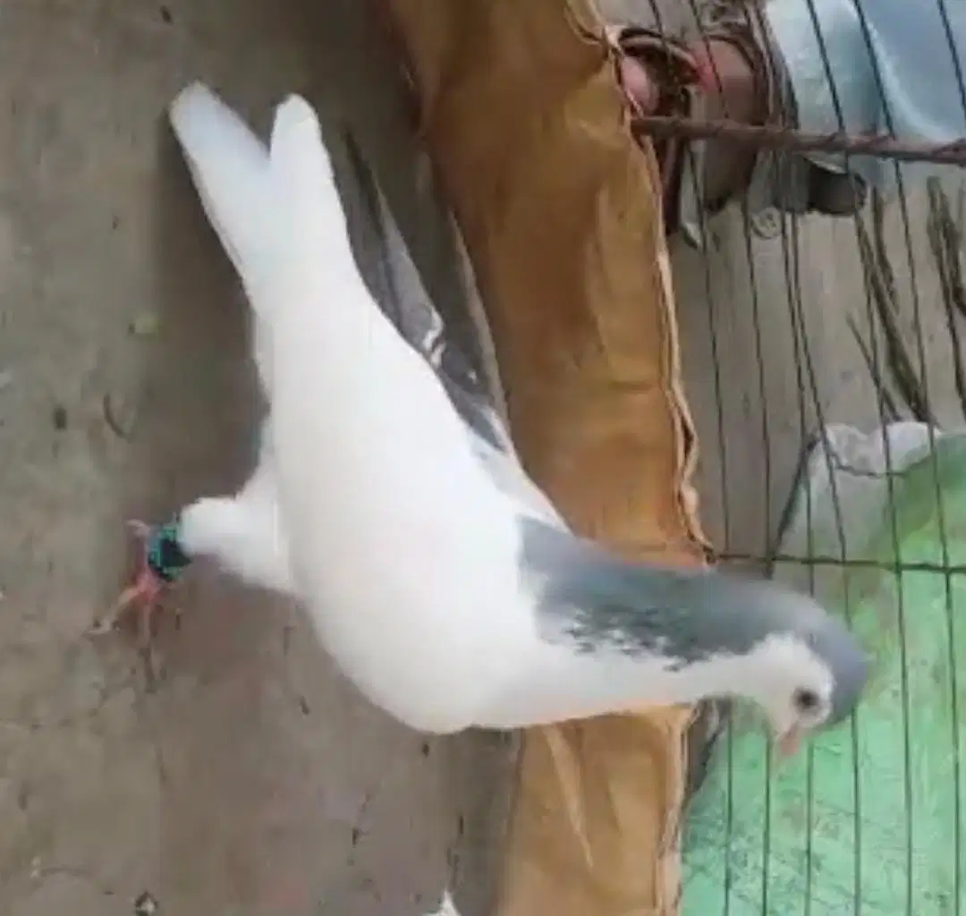 pigeon available for sale