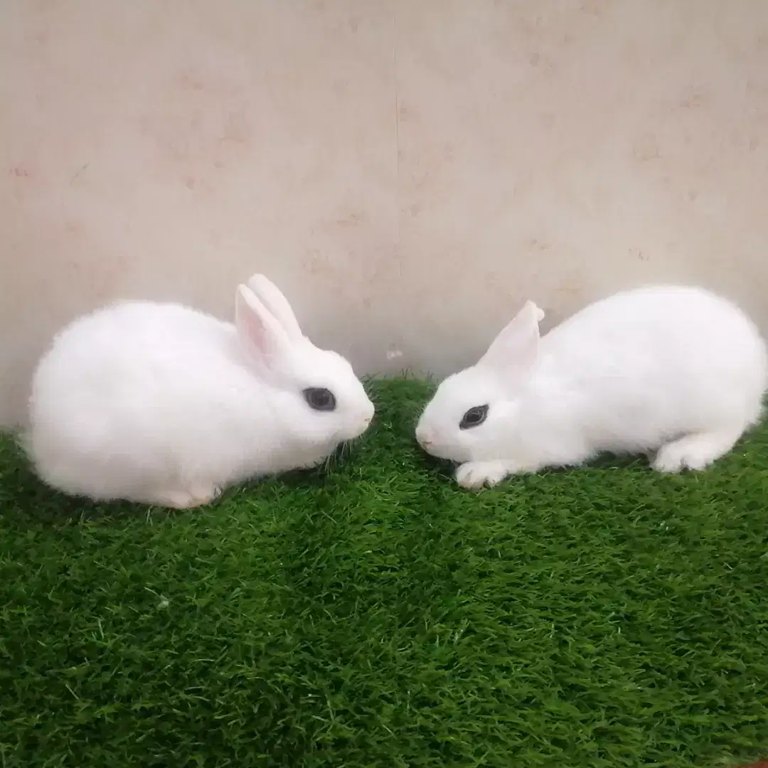 Drawf Hotot Rabbit available for sale