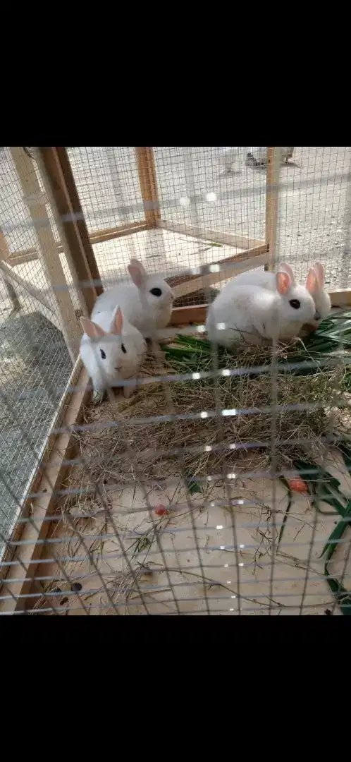 Drawf Hotot Rabbit available for sale