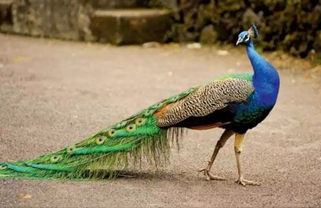 Moor pathy available for sale in Multan