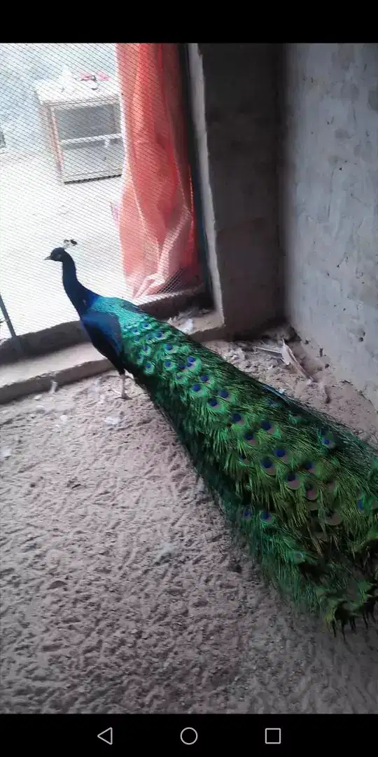 Moor pathy available for sale in Multan