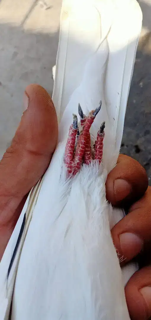 Blue Sialkot pigeon available for sale