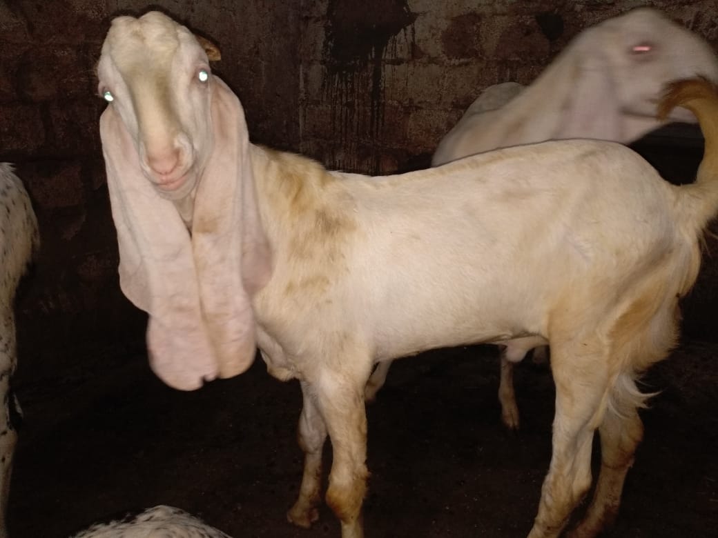 Goat/ Bakra Nasli Gulabi/ Albino pure white