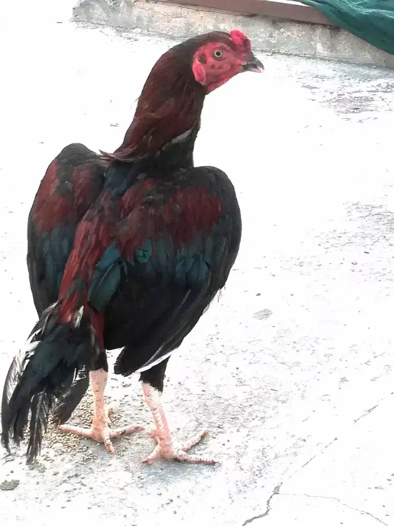 cock available for sale