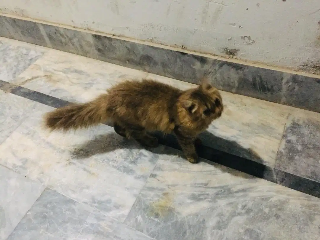 Persian Cat available for sale