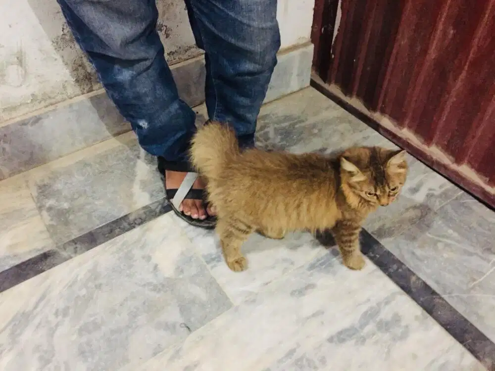 Persian Cat available for sale