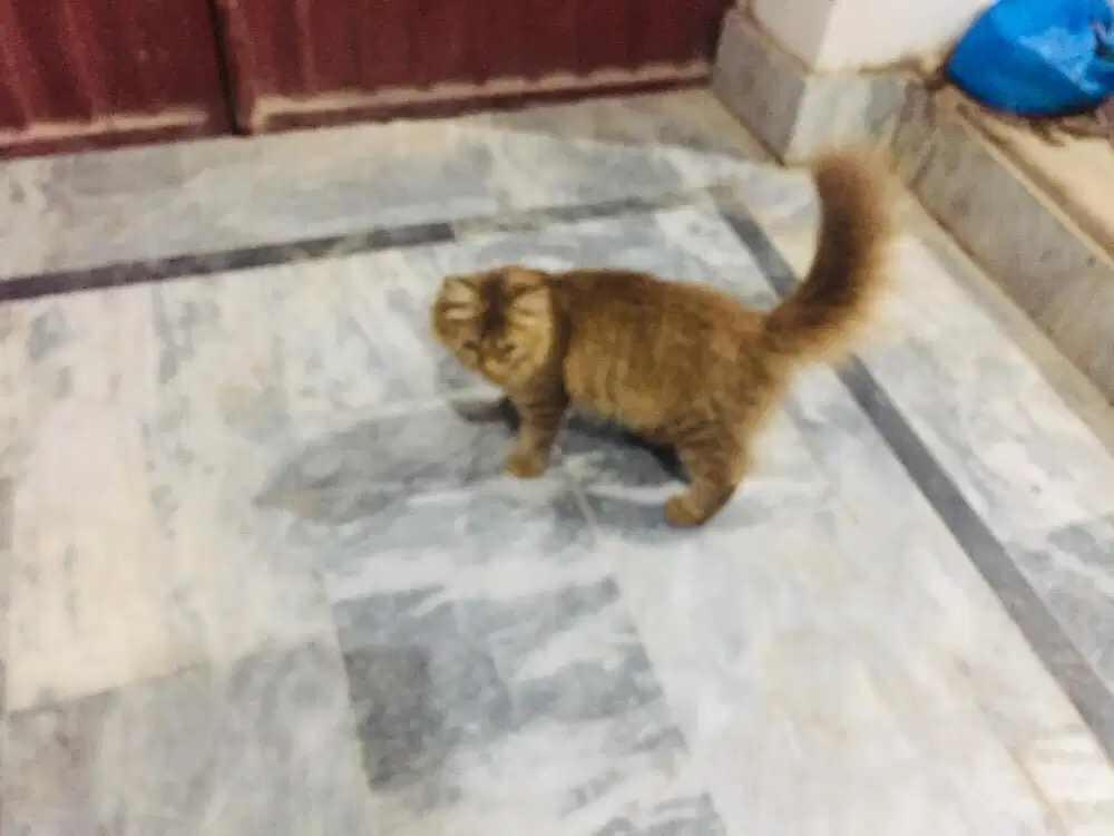 Persian Cat available for sale