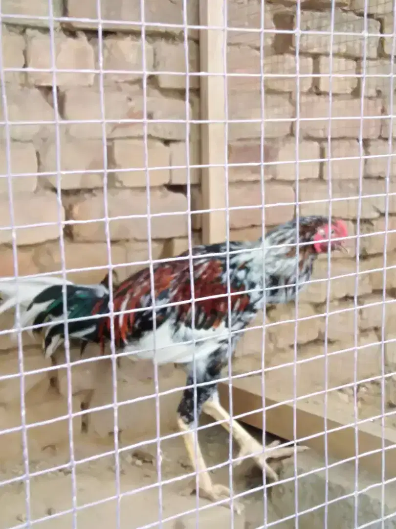 Aseel Murgha Available for Sale in Chakwal