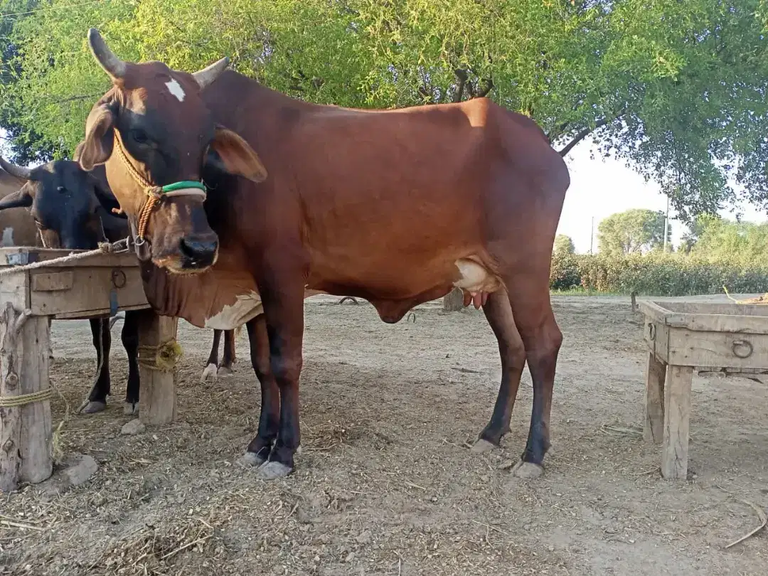 Beautiful Bulls baby with mother Available for Sale in Rahimyar Khan