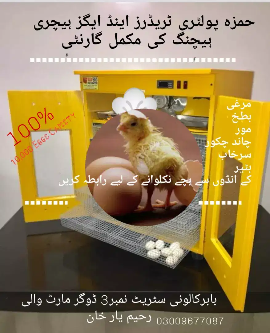 Eggs Hatching Available in Rahimyar Khan