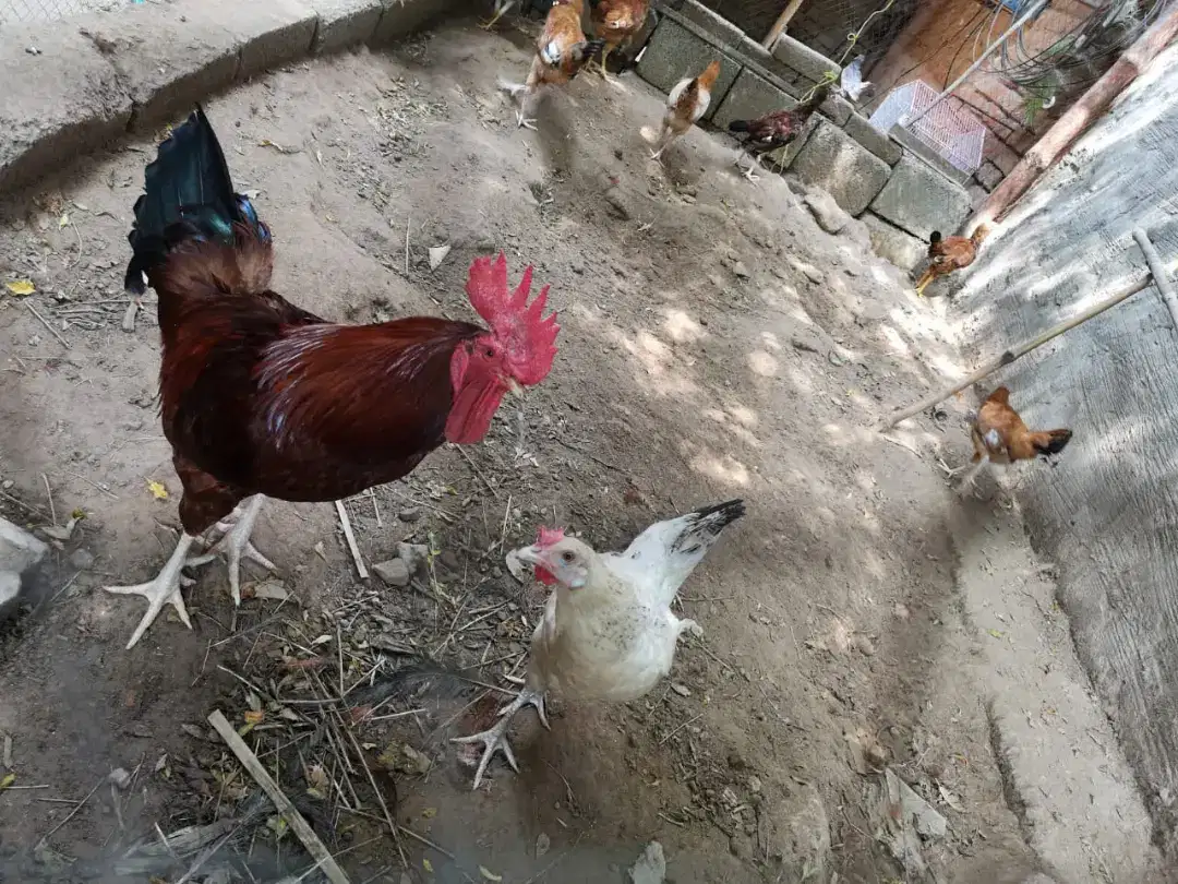 Desi Hens available for sale