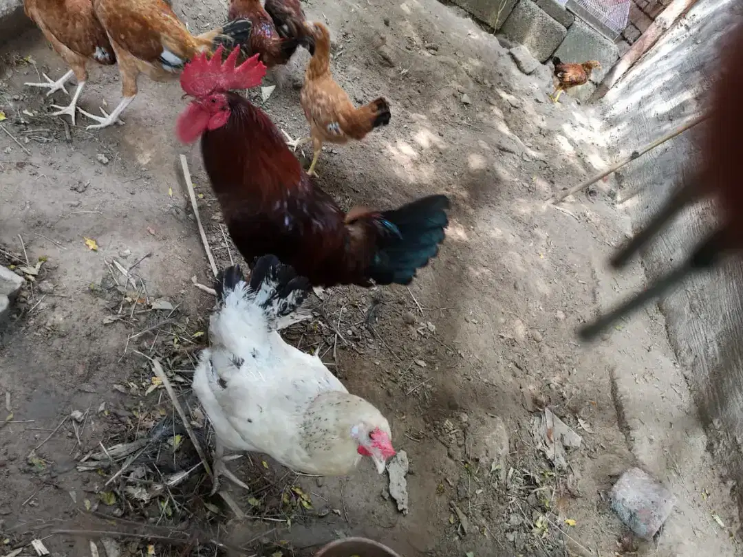 Desi Hens available for sale