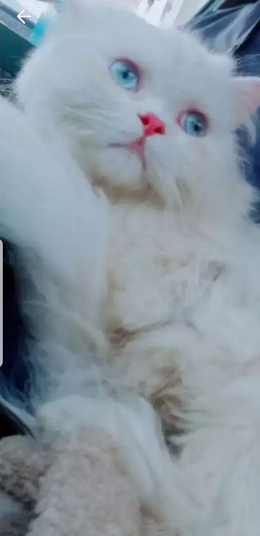 Persian female cat available for sale