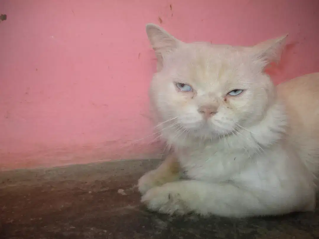 white pet cat this is very beautiful and Available for Sale in Mansehra