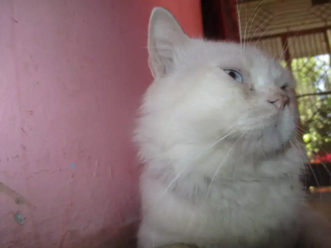 white pet cat this is very beautiful and Available for Sale in Mansehra