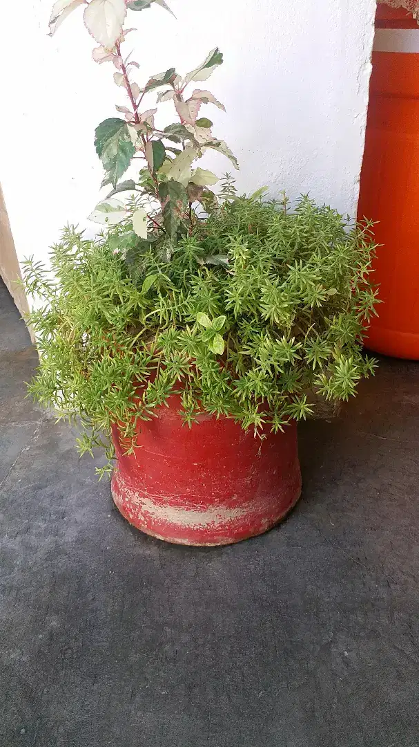 New Gamla with fllowers 27 gamly Available for Sale