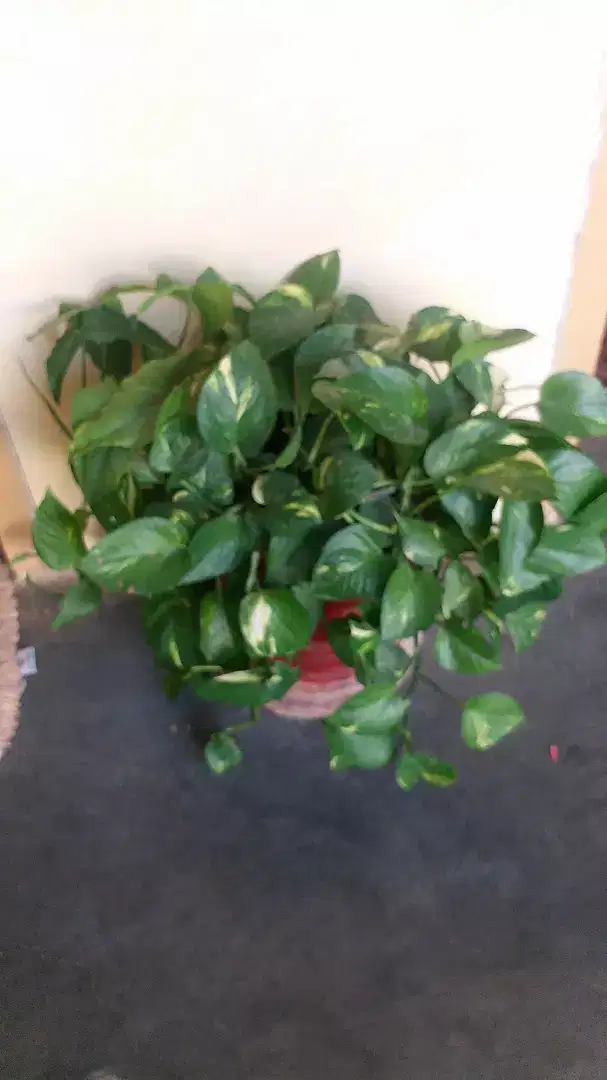 New Gamla with fllowers 27 gamly Available for Sale