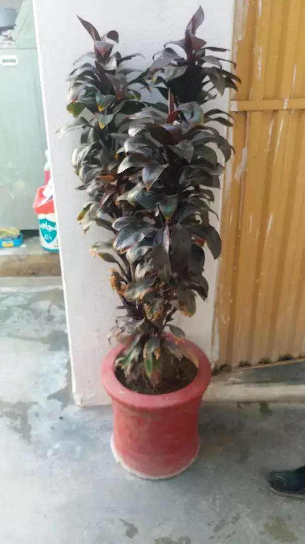 New Gamla with fllowers 27 gamly Available for Sale