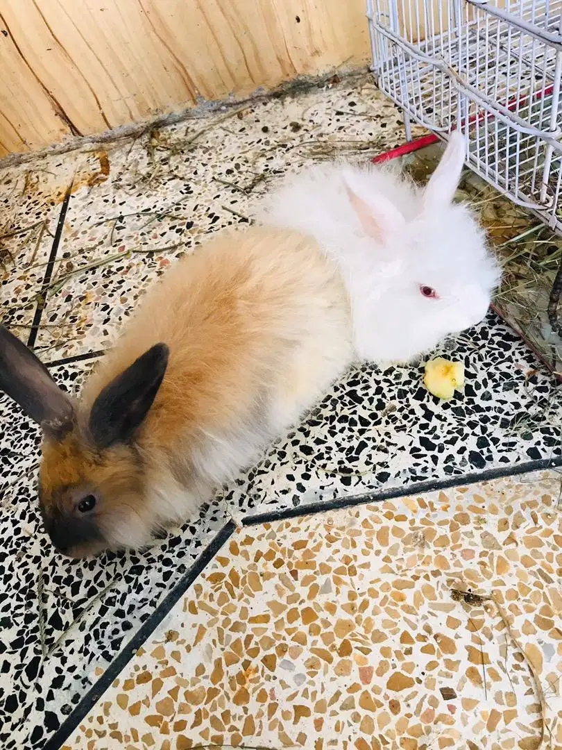 Lion head rabbits Available for Sale in kohat