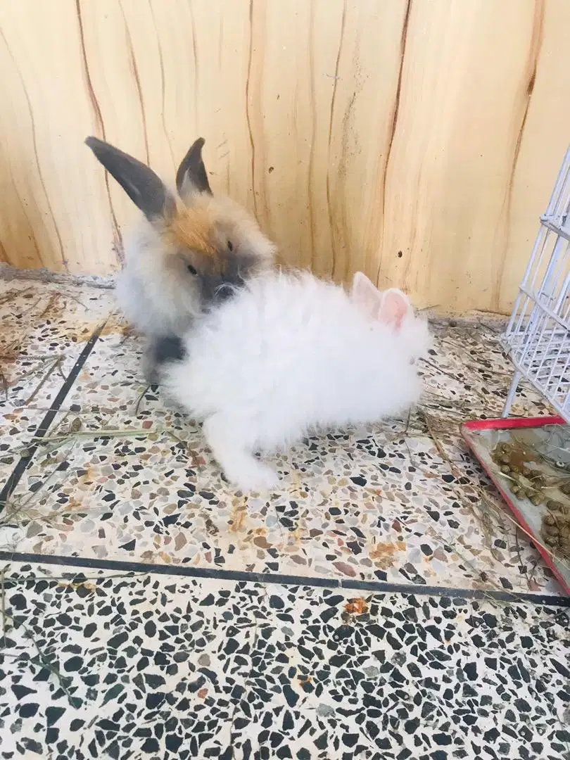 Lion head rabbits Available for Sale in kohat