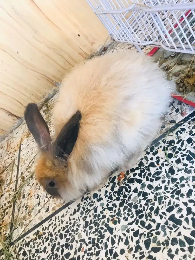 Lion head rabbits Available for Sale in kohat