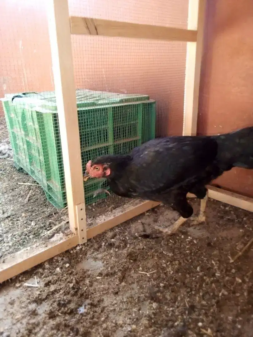 Aseel Hen Available for Sale