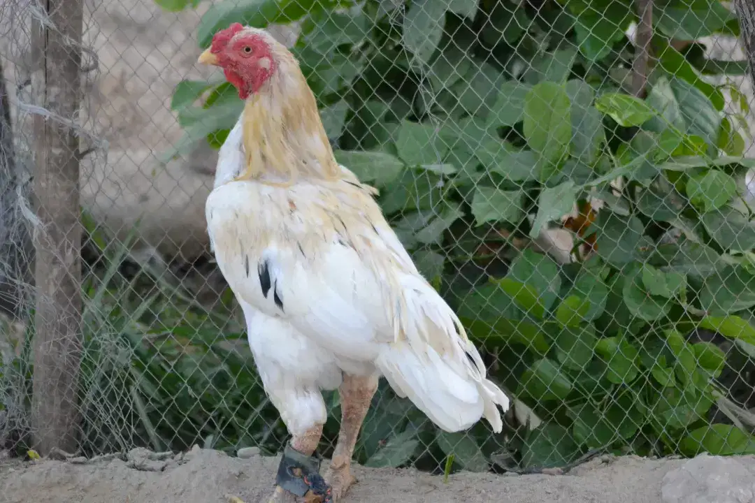 White Hen Available for Sale in Dera Ismail Khan