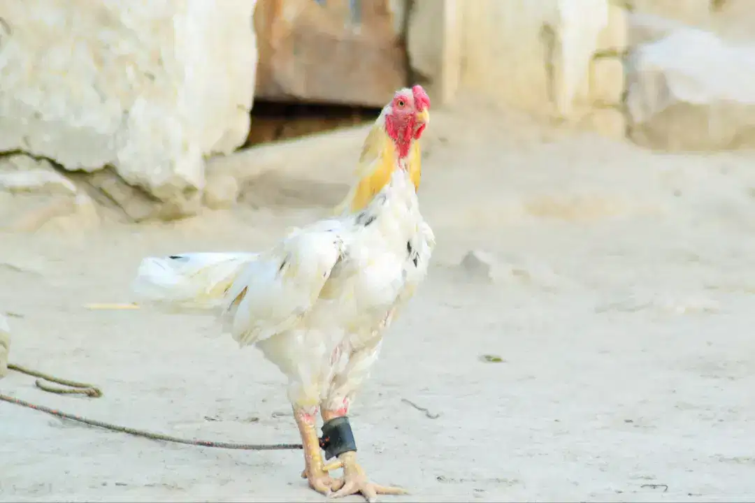 White Hen Available for Sale in Dera Ismail Khan