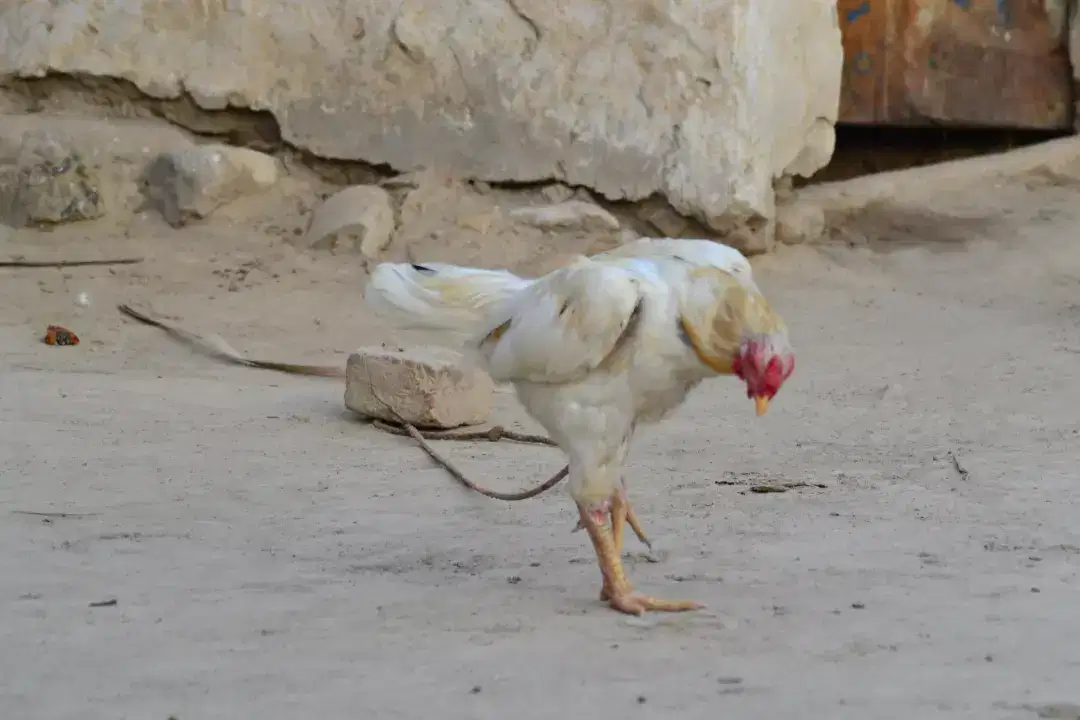 White Hen Available for Sale in Dera Ismail Khan