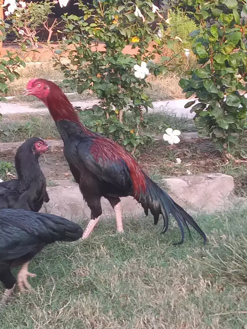 Hens and rooster Available for Sale in Malakand