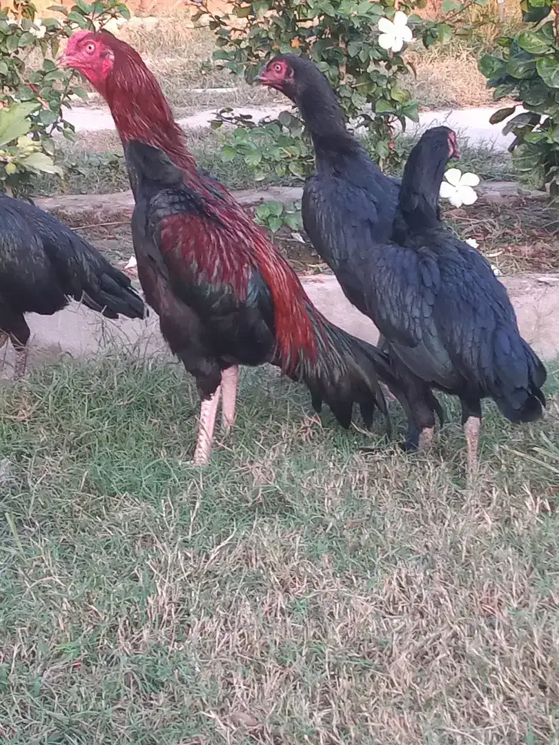 Hens and rooster Available for Sale in Malakand
