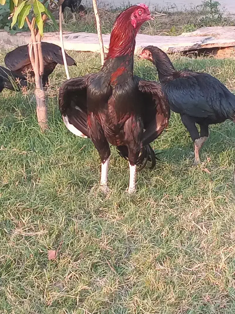 Hens and rooster Available for Sale in Malakand