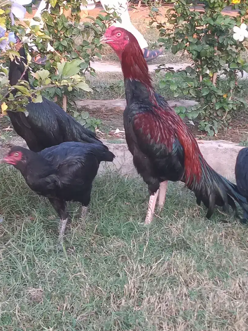 Hens and rooster Available for Sale in Malakand