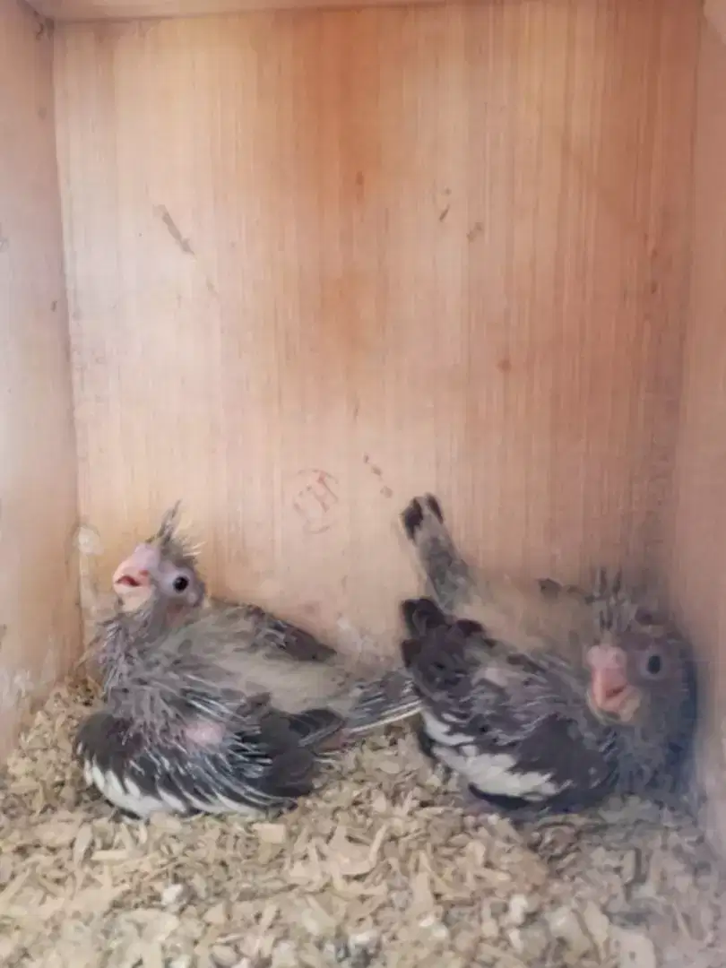 Cocktail chicks Available for sale
