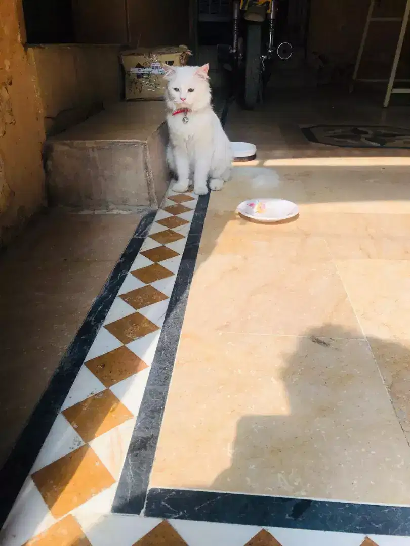 Persian male cat Available for sale