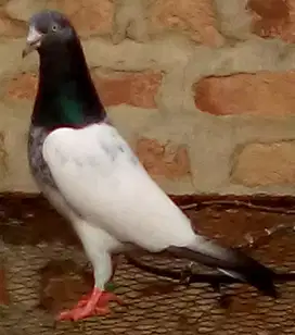 Pigeon Available for sale