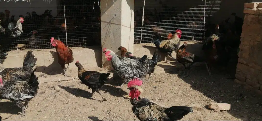 Aseel ands Hen Available  for sale
