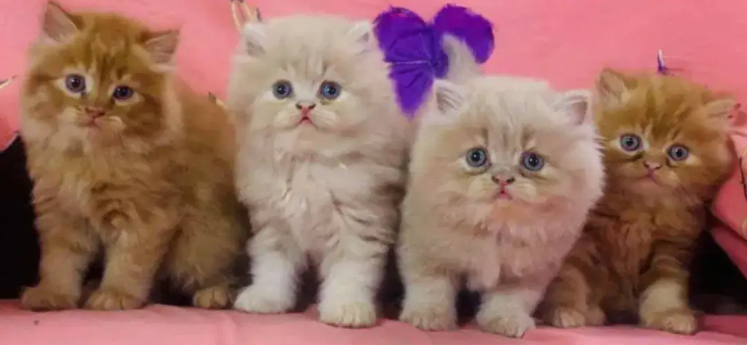 Decent Persian Adorable kitty's Available for Sale