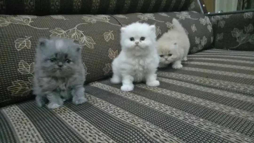 Puree Persian Adorable kittens Available for Sale in Peshawar