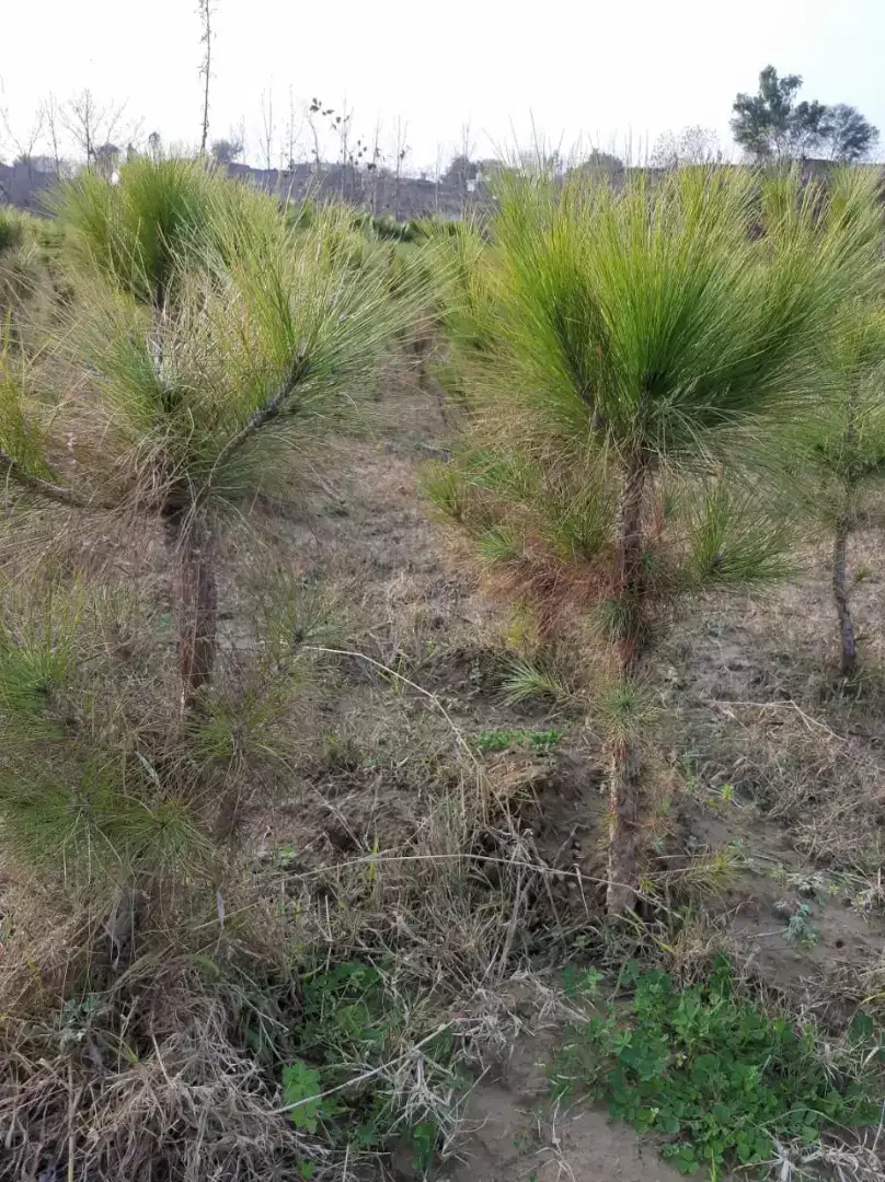 Pine trees/plants in various sizes Available for Sale in Haripur