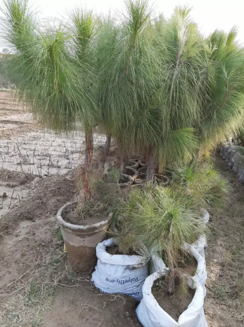Pine trees/plants in various sizes Available for Sale in Haripur