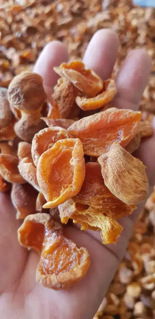 Dry Organic Apricot Available for Sale in Gilgit