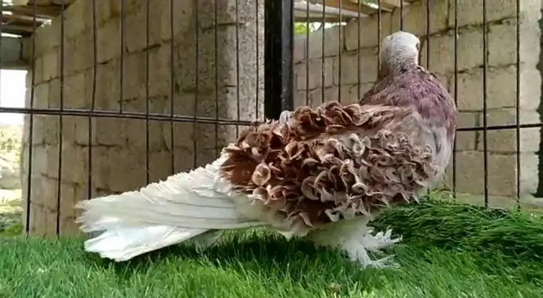 Frill back Red Grazzle|| Huge size Available for Sale in Taxila