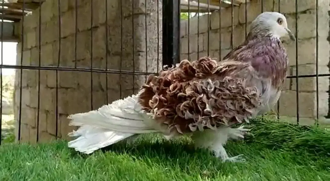 Frill back Red Grazzle|| Huge size Available for Sale in Taxila