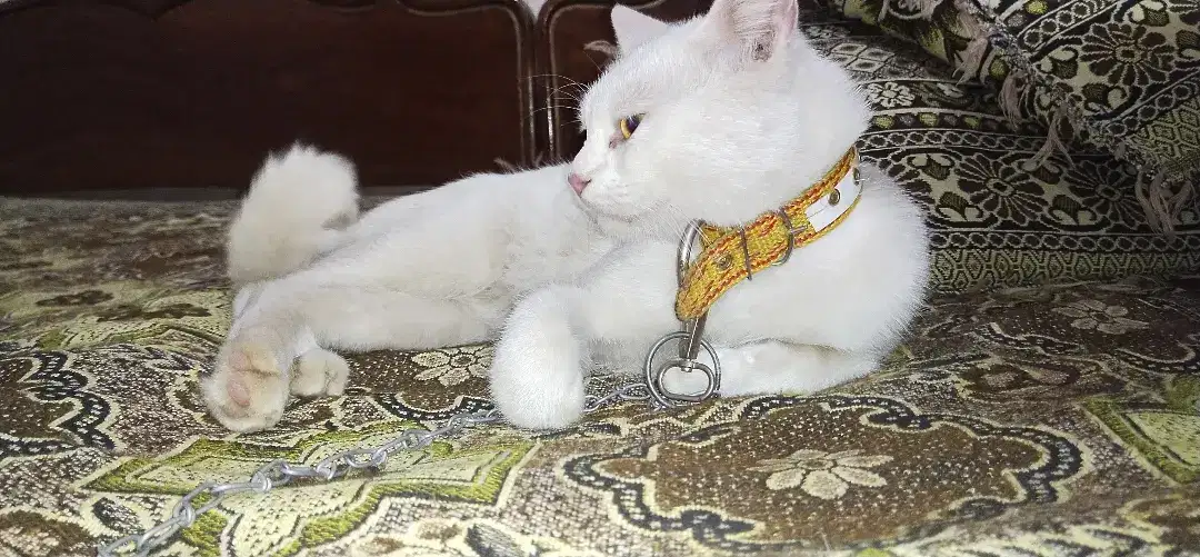 White Cat Available  for sale in Gujrat