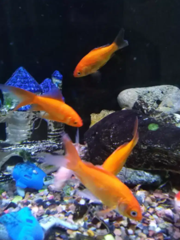 Orange Shipping fish Available for sale