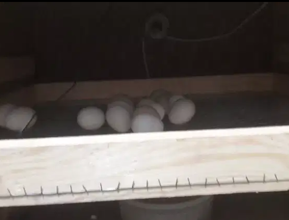 Incubator Available for sale